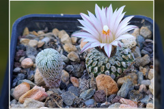 Turbinicarpus pseudopectinatus