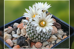 Turbinicarpus pseudopectinatus