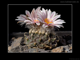 Turbinicarpus schmiedickeanus subsp. andersonii