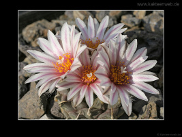 Turbinicarpus schmiedickeanus subsp. andersonii