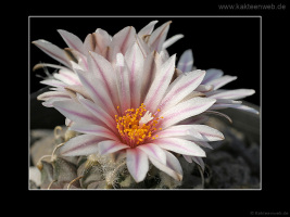 Turbinicarpus schmiedickeanus subsp. andersonii