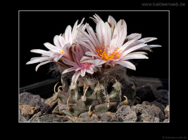 Turbinicarpus schmiedickeanus subsp. andersonii