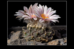 Turbinicarpus schmiedickeanus subsp. andersonii
