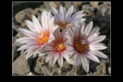 Turbinicarpus schmiedickeanus subsp. andersonii