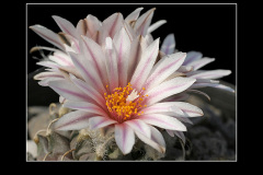 Turbinicarpus schmiedickeanus subsp. andersonii