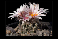 Turbinicarpus schmiedickeanus subsp. andersonii