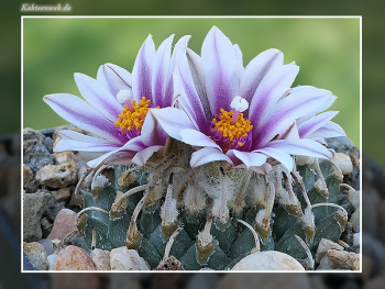 Turbinicarpus schmiedickeanus var. panarottoi