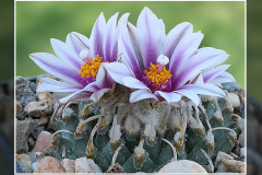 Turbinicarpus schmiedickeanus var. panarottoi