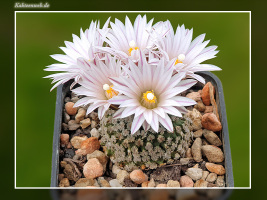 Turbinicarpus valdezianus var. albiflorus