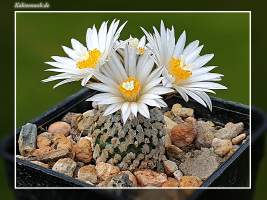 Turbinicarpus valdezianus var. albiflorus