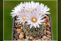 Turbinicarpus valdezianus var. albiflorus