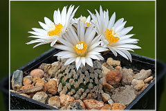 Turbinicarpus valdezianus var. albiflorus