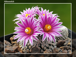 Turbinicarpus valdezianus