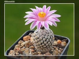Turbinicarpus valdezianus