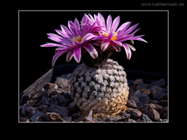Turbinicarpus valdezianus
