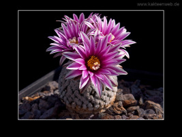 Turbinicarpus valdezianus