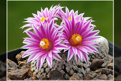 Turbinicarpus valdezianus