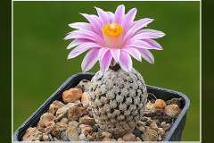 Turbinicarpus valdezianus
