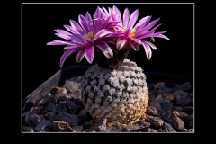 Turbinicarpus valdezianus