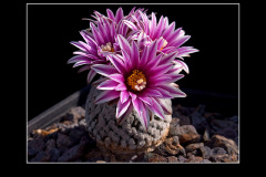Turbinicarpus valdezianus