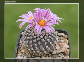 Turbinicarpus x pulcherrimus