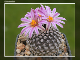 Turbinicarpus x pulcherrimus