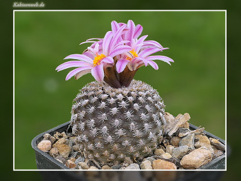 Turbinicarpus x pulcherrimus