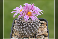 Turbinicarpus x pulcherrimus