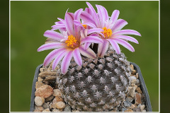 Turbinicarpus x pulcherrimus