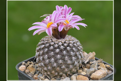Turbinicarpus x pulcherrimus