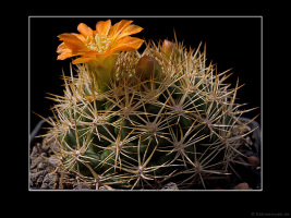Weingartia trollii