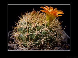 Weingartia trollii
