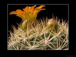 Weingartia trollii