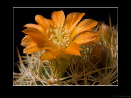 Weingartia trollii