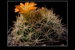 Weingartia trollii