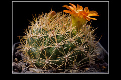 Weingartia trollii