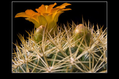 Weingartia trollii