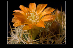 Weingartia trollii