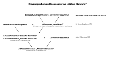 Kreuzungsschema von x Disoselenicereus Hybride „Müllers Mandarin"