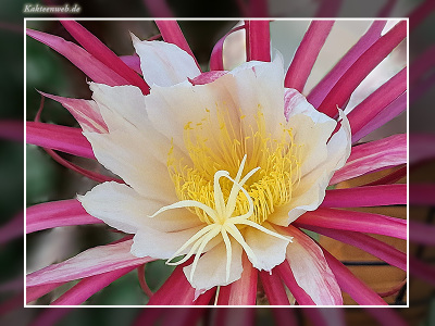  x Disoselenicereus Hybride „Müllers Mandarin