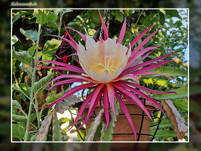 x Disoselenicereus Hybride „Müllers Mandarin