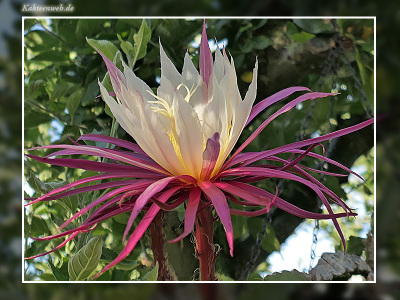 x Disoselenicereus Hybride „Müllers Mandarin