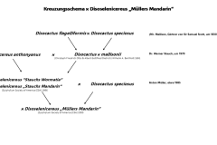 Kreuzungsschema von x Disoselenicereus Hybride „Müllers Mandarin"