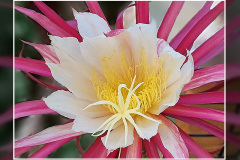  x Disoselenicereus Hybride „Müllers Mandarin