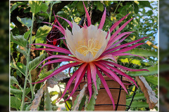 x Disoselenicereus Hybride „Müllers Mandarin