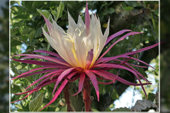 x Disoselenicereus Hybride „Müllers Mandarin