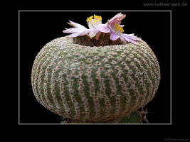 Yavia cryptocarpa