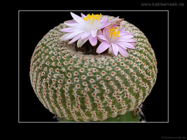 Yavia cryptocarpa