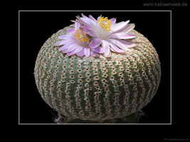 Yavia cryptocarpa