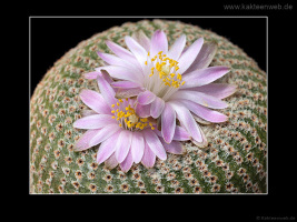 Yavia cryptocarpa
